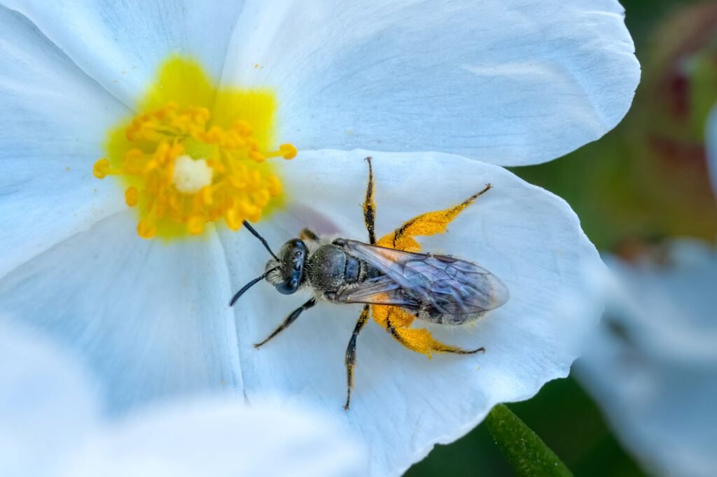 Imagem em close-up de uma abelha coletando pólen em uma flor branca, demonstrando a biodiversidade na natureza.